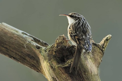 Short-toed Treecreeper (Certhia brachydactyla), North Rhine-Westphalia, Germany