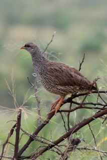 Natal Francolin (Pternistis natalensis), adult, perch, alert, Pilanesberg National Park, North West