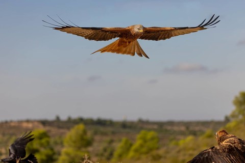 Red kite (Milvus milvus), with marsh harrier, in flight, Catalonia, Spain