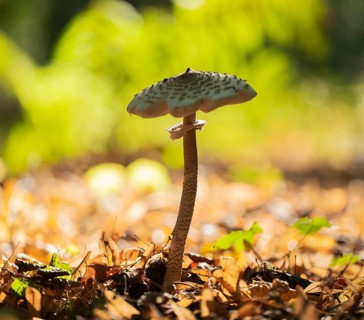 Parasol mushroom (Macrolepiota procera), fruiting body, backlit, shallow depth of field, Lower