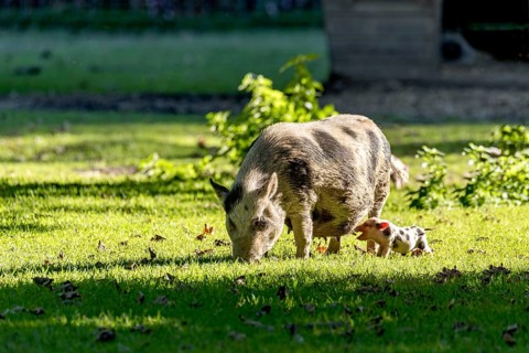 Pot-bellied pig (Sus scrofa f. domestica), large mother, sow, standing and suckling newborn young,