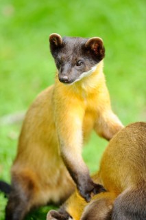 A marten in a meadow leaning on another, gazing attentively into the distance, Coloured marten,