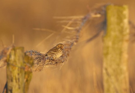 Meadow Pipit (Anthus pratensis), Schleswig-Holstein, Germany