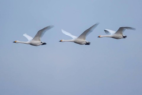 Tundra Swan (Cygnus columbianus bewickii) group flying, Netherlands