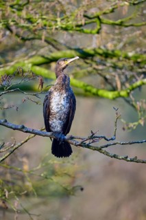 Cormorant (Phalacrocorax carbo), resting on a branch, surrounded by nature, spring, Bavaria,