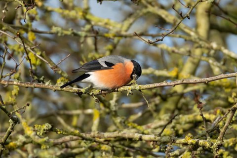 Eurasian bullfinch (Pyrrhula pyrrhula) adult male bird feeding on a tree branch in a hedgerow in