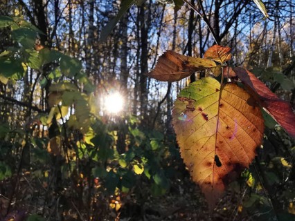 An autumnal colorful leaf in the light of the setting sun in the forest in detail, light-flooded