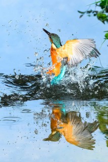 Common kingfisher (Alcedo atthis) flying out of the water after hunting fish, wildife, Catalonia,