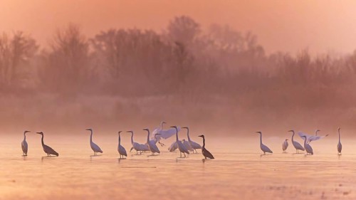 Great Egret (Ardea alba) group, Saxony-Anhalt, Germany