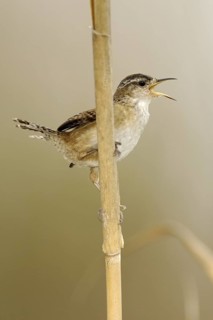Marsh Wren (Cistothorus palustris) singing, Texas, USA