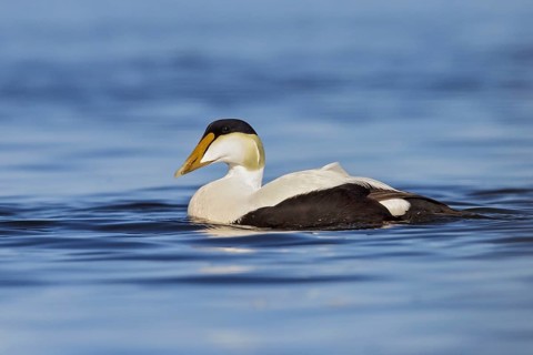 Common Eider (Somateria mollissima) on the Hudson's Bay near Churchill, Manitoba, Canada