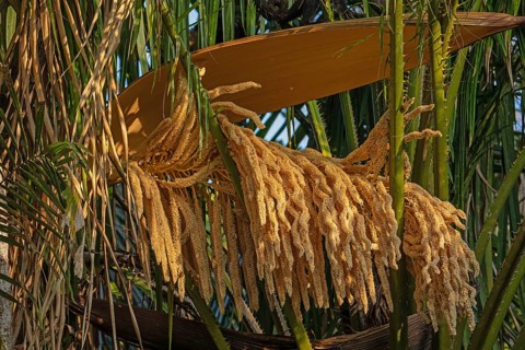 Close up of male oil palm inflorescence releasing pollen during flowering stage in tropical