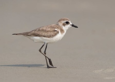 Lesser Sand Plover (Charadrius mongolus) on beach, Goa, India
