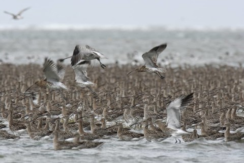 Eurasian Curlew (Numenius arquata), Lower Saxony, Germany