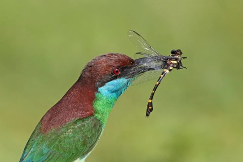 Blue-throated Bee-eater (Merops viridis) with dragonfly in its beak, Penang, Malaysia