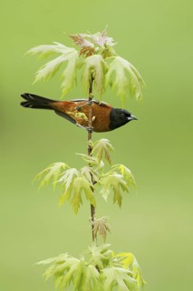 Orchard Oriole (Icterus spurius) male, Ohio, USA