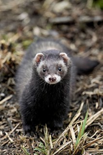 European polecat (Mustela putorius) or wood polecat, standing on the ground, captive, Switzerland