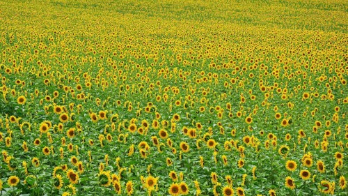 Panorama over a wide field full of blooming bright yellow sunflowers (helianthus annuus) in summer,
