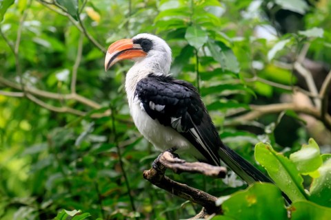 Von der Decken-Hornbill (Tockus deckeni), adult, male, on tree, vigilant, East Africa