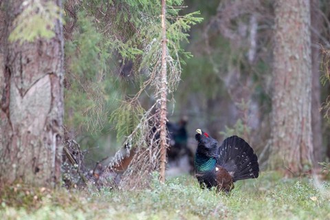 Western Capercaillie (Tetrao urogallus) male, Nizhegorodskaya, Russia