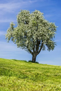 Blue apple tree (Malus domestica), at Lake Constance, Baden-Wuerttemberg, Germany
