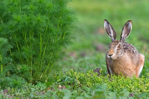 Brown hare, (Lepus europaeus), animals, birds, mammals, family of hares, sits, field path, biotope,