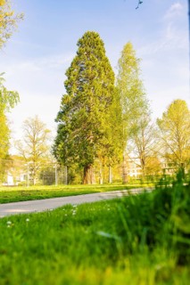 Tall trees and green lawns in a sunny park, Nagold, Black Forest, Germany