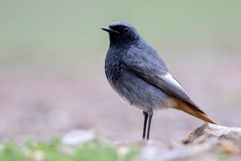 Black Redstart (Phoenicurus ochruros) male perched on the ground, Andalusia, Spain