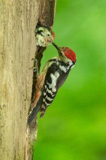 Middle Spotted Woodpecker (Dendrocoptes medius) feeds young in breeding cavity, Saxony, Germany