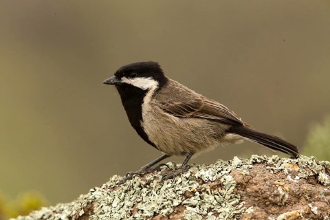 Grey Tit (Melaniparus afer) perched on the ground, Sani Pass, Lesotho
