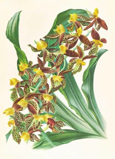 Orchid, Catasetum rodigasianum, authentic reproduction of an illustration by Jean Jules Linden