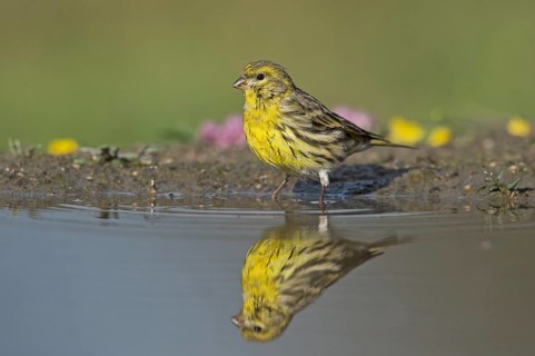 European Serin (Serinus serinus) at a waterhole, Aosta Valley, Italy