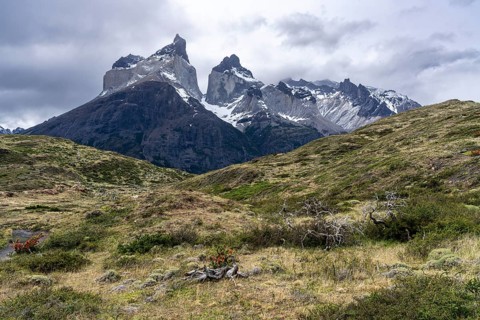 Cuernos del Paine, snow-covered rocky peaks under a cloudy sky, steppe landscape with flowering