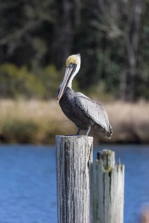 Juvenile brown pelican (Pelecanus occidentalis) perched on a wood piling in Alabama, USA