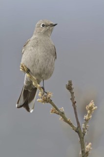 Townsend's Solitaire (Myadestes townsendi), British Columbia, Canada