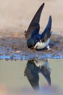 Mehlschwalbe, House Martin, Common House-Martin, Common House Martin, Northern House-Martin,
