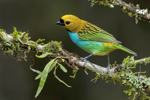 Gilt-edged Tanager (Tangara cyanoventris) perched on a branch in the Atlantic Rainforest of Brazil