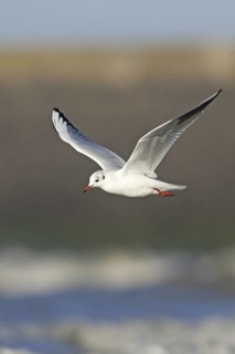 Black-headed Gull (Chroicocephalus ridibundus) flying, Netherlands
