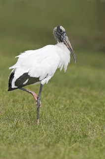 Wood Stork (Mycteria americana), Florida, USA