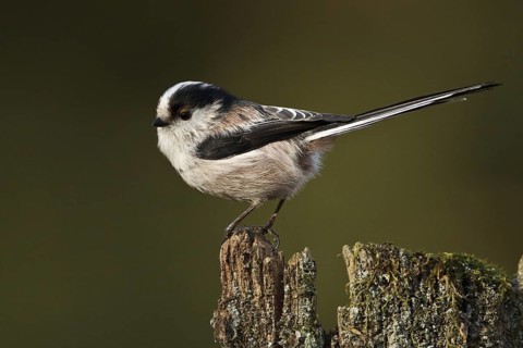Long-tailed Tit (Aegithalos caudatus europaeus), Rhineland-Palatinate, Germany