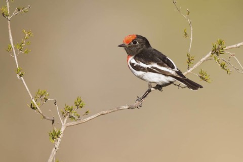 Red-capped Robin (Petroica goodenovii), Western Australia, Australia