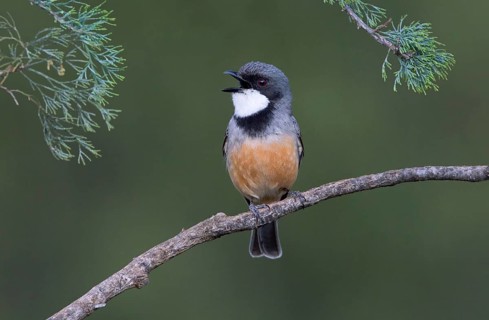 Rufous Whistler (Pachycephala rufiventris) male singing, New South Wales, Australia