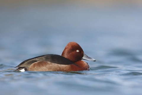 Ferruginous Duck (Aythya nyroca), Baden-Wuerttemberg, Germany