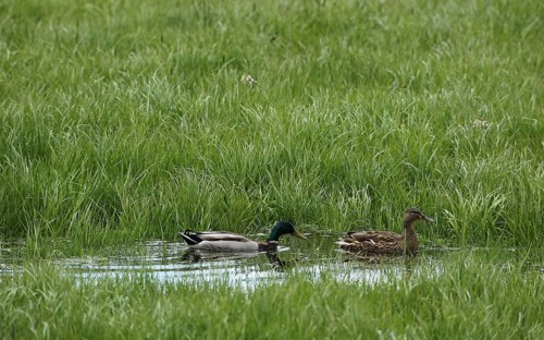 Mallard (Anas platyrhynchos) Duck and drake on flooded meadow, Allgäu, Bavaria, Germany