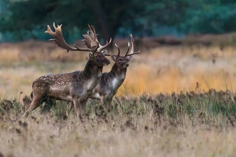 Fallow deer (Dama dama) during the rut in a clearing, Rüsselsheim am Main, Hesse, Germany