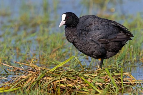 Eurasian Coot, coot, coot rail, coot rail, coot CFulica atra), water bird, family of rails, at the