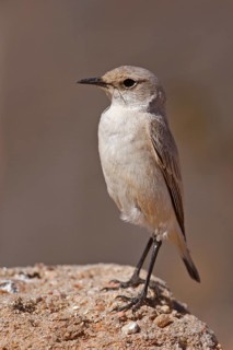 Tractrac Chat (Emarginata tractrac), Erongo, Namibia