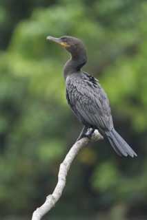 Neotropic Cormorant (Phalacrocorax brasilianus), Manu National Park, Peru