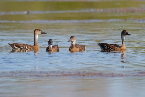 West Indian Whistling Duck (Dendrocygna arborea) feeding in a lagoon in Cuba