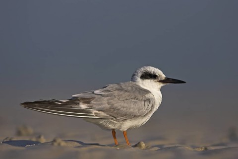 Forster's Tern (Sterna forsteri), Florida, USA